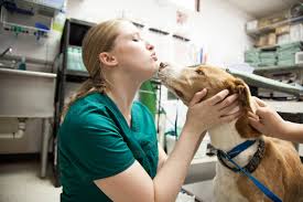 Jobs Working with Animals